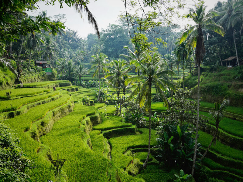 Tegalalang Rice Terrace